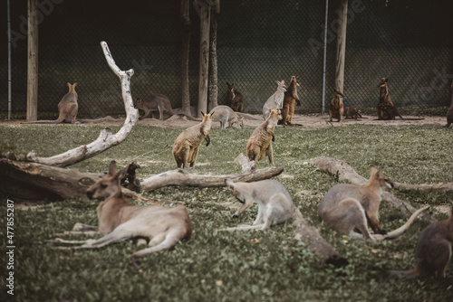 Wallaby e canguri a riposo in una riserva Australiana photo