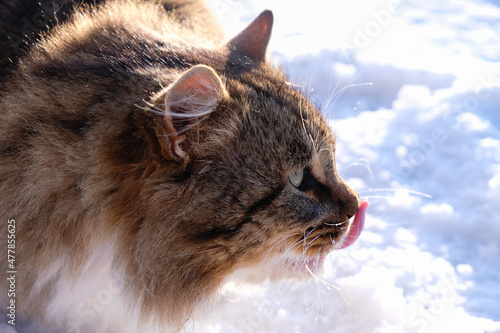 Healthy old fluffy cat licking lips on a dazzling snow background on a sunny winter day. Proper nutrition of cats in winter. Copy space.