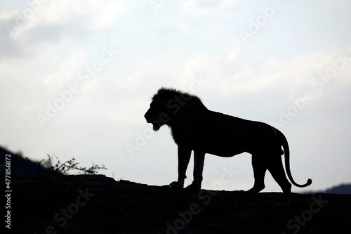 Silhouette of a Male Lion, standing on a Ridge at Dusk. Tsavo East, Kenya