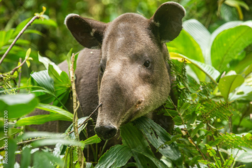 Rare sighting of a Baird's tapir (Tapirus bairdii), Tenorio Volcano National Park, Guanacaste, Costa Rica photo