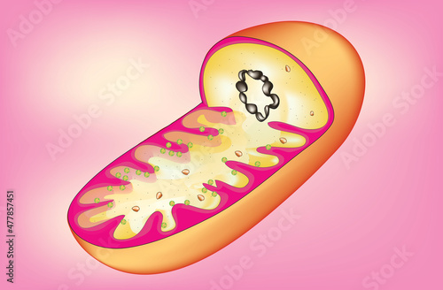 Biological anatomy of mitochondria  photo