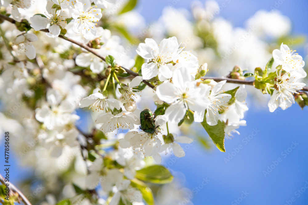 A bee collects pollen in flowers of a sour cherry tree.