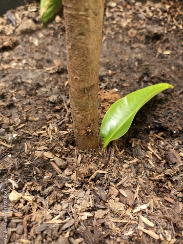 sprout on the ground