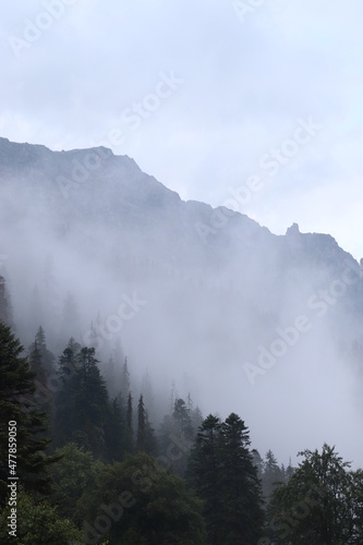 fog in the mountains, green forest and coniferous trees, slopes and ravines, landscape at dusk