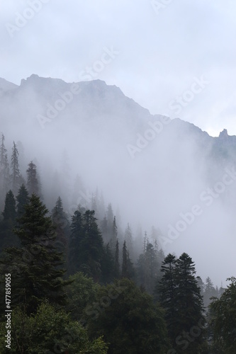 fog in the mountains, green forest and coniferous trees, slopes and ravines, landscape at dusk © Илья ивашкевич