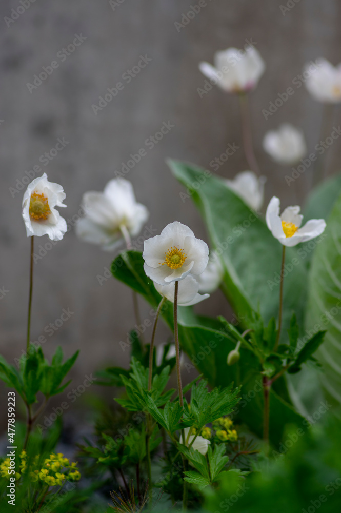 Anemone sylvestris springtime flowering plant, snowdrop windflower flowers in bloom, group of beautiful plants Anemone sylvestris springtime flowering plant, snowdrop windflower flowers in bloom, group of beautiful plants