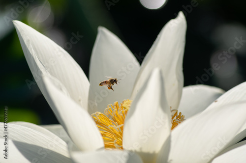蓮とミツバチ