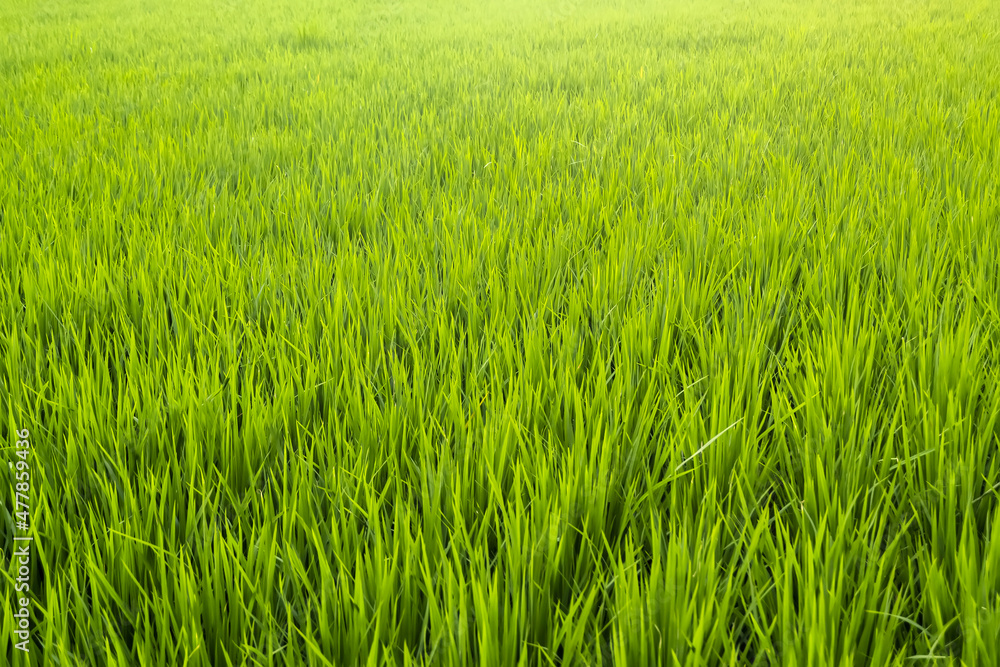 Green paddy rice field nature landscape close up view