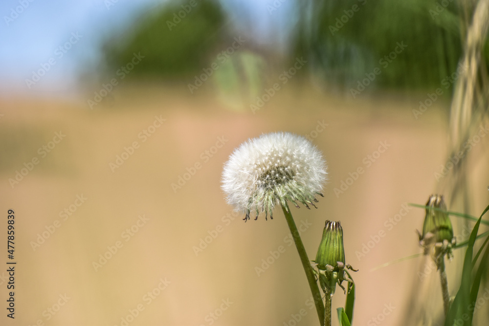 Naklejka premium dandelion in the grass