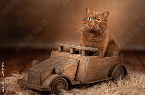 Britisch Kurzhaar Kitten edel und imposant Odd eyed