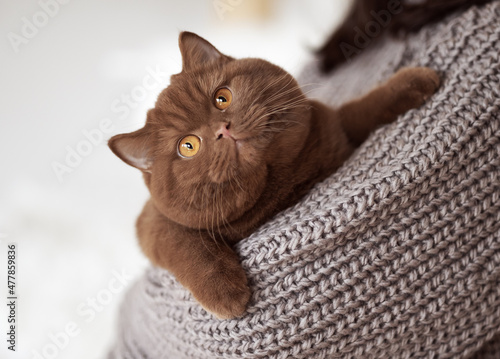 Britisch Kurzhaar Kitten edel und imposant Odd eyed