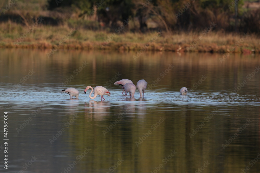 group of pink flamingos in Greece, Europe group of pink flamingos in Greece, Europe
