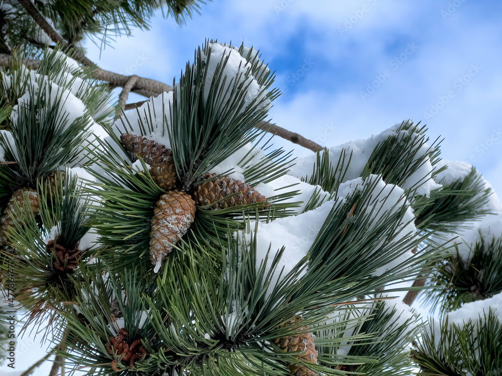 Snow covered outdoor Christmas tree with pine cones and blue sky for the Merry Christmas or Happy New Year holiday Snow covered outdoor Christmas tree with pine cones and blue sky for the Merry Christmas or Happy New Year holiday