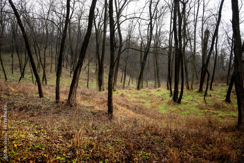 Beautiful forest at the end of autumn. Mysterious forest. Green grass among the trees. Beautiful forest at the end of autumn. Mysterious forest. Green grass among the trees.