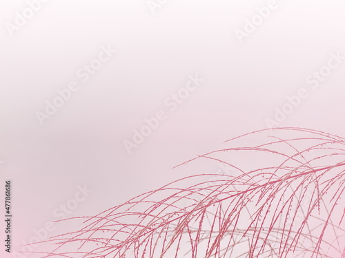 Gently wind grass flowers light up by sunrise golden morning light. A peaceful and inspirational nature border background in spring time.