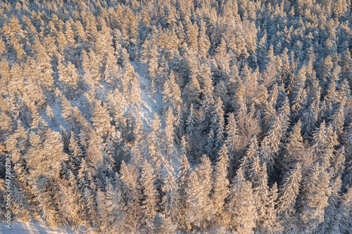 Winter forest landscape on a sunny day. Pines under the snow. drone photo. Scandinavian nature. Finland. photo