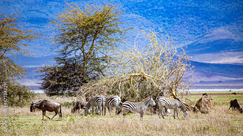 wild tanzanian animals in ngorongoro africa