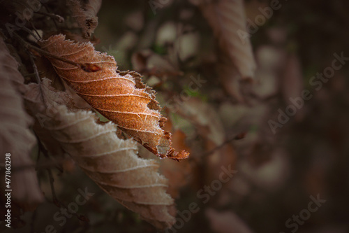 butterfly on leaf photo