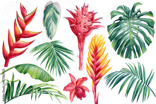 Watercolor set of exotic flowers heliconia and leaves palm. Botanical bright collection of nature isolated background photo