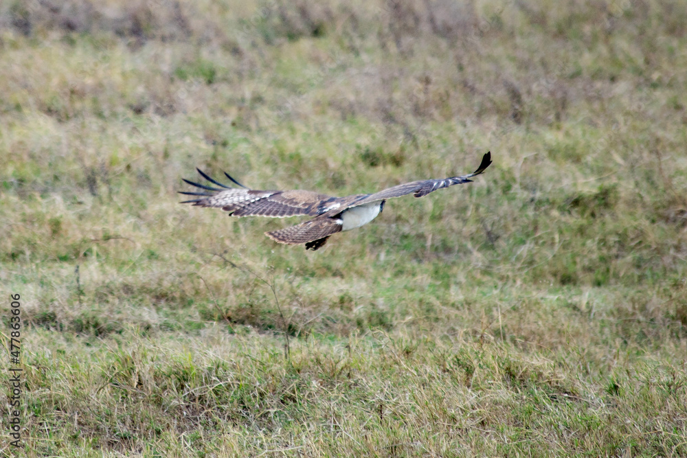 wild tanzanian animals in ngorongoro africa wild tanzanian animals in ngorongoro africa