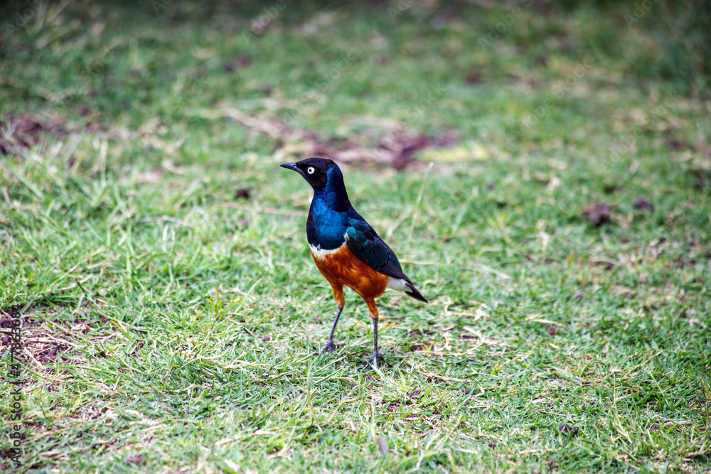 wild tanzanian animals in ngorongoro africa wild tanzanian animals in ngorongoro africa