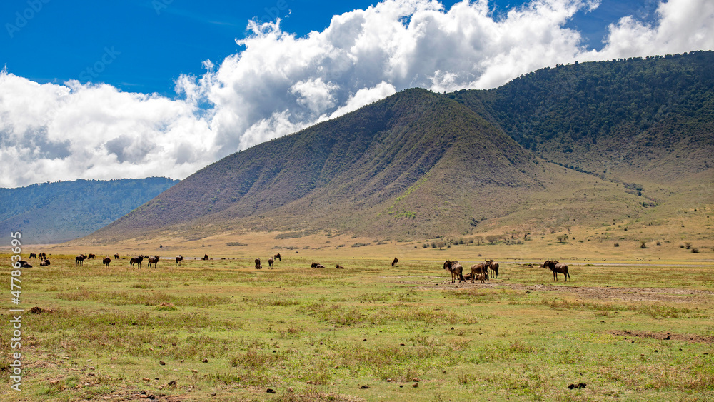 wild tanzanian animals in ngorongoro africa wild tanzanian animals in ngorongoro africa