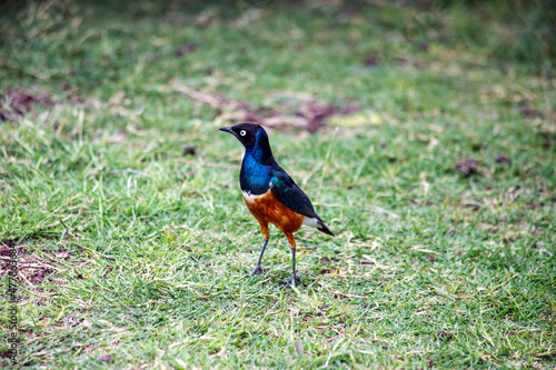 wild tanzanian animals in ngorongoro africa