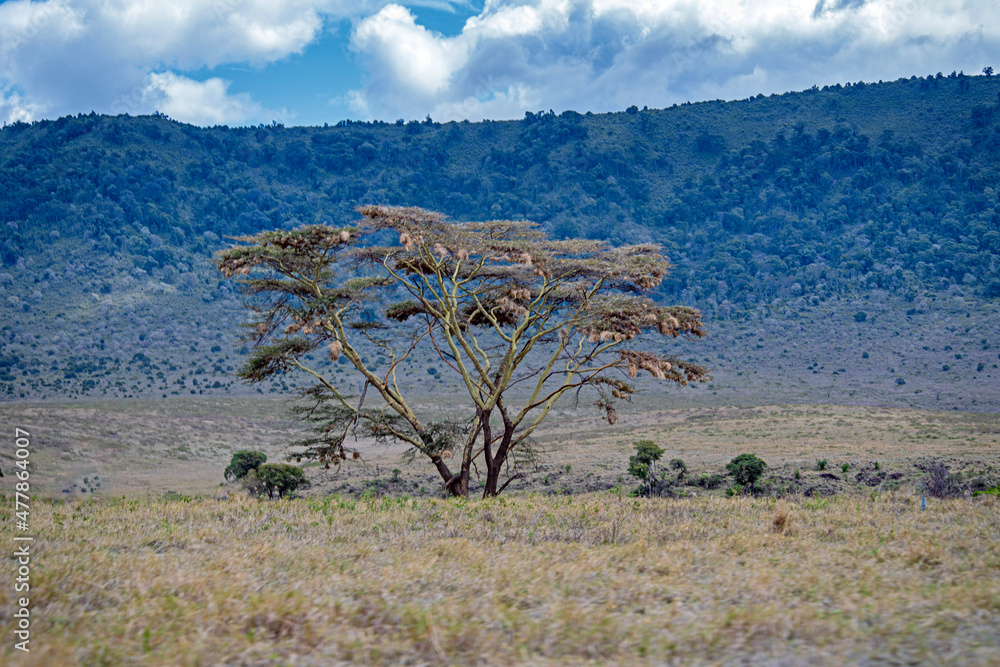 Obraz premium wildlife and animals in tanzania safari ngorongoro