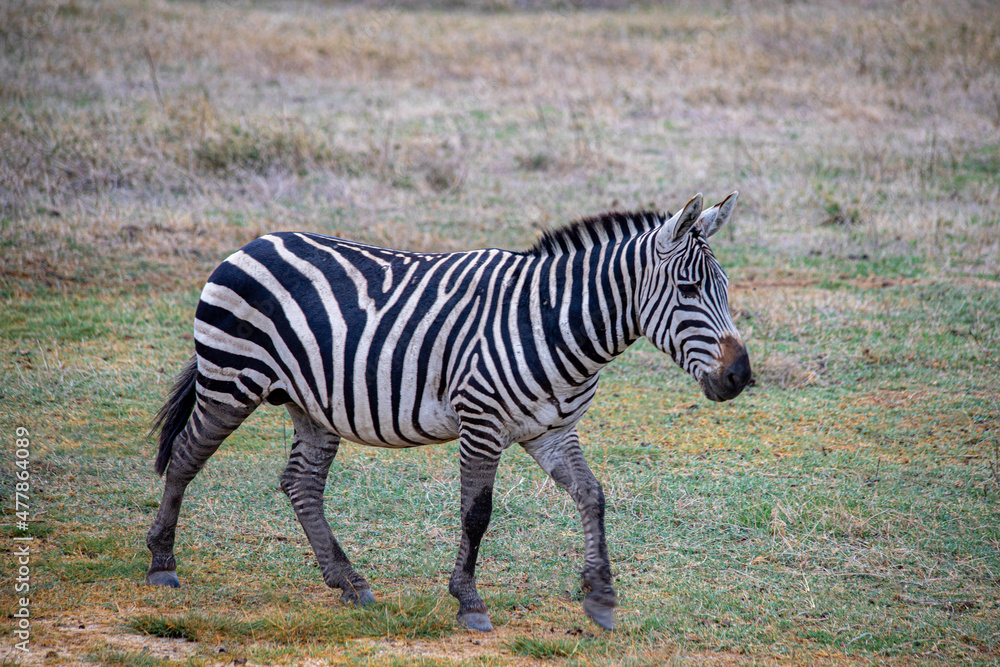 Naklejka premium wildlife and animals in tanzania safari ngorongoro