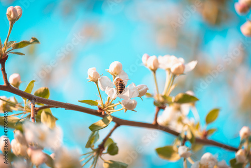 Apple flowers and a bee is collecting honey. © Ilya