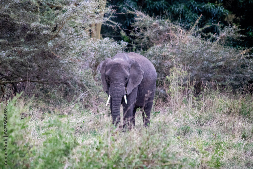 Obraz premium wildlife and animals in tanzania safari ngorongoro