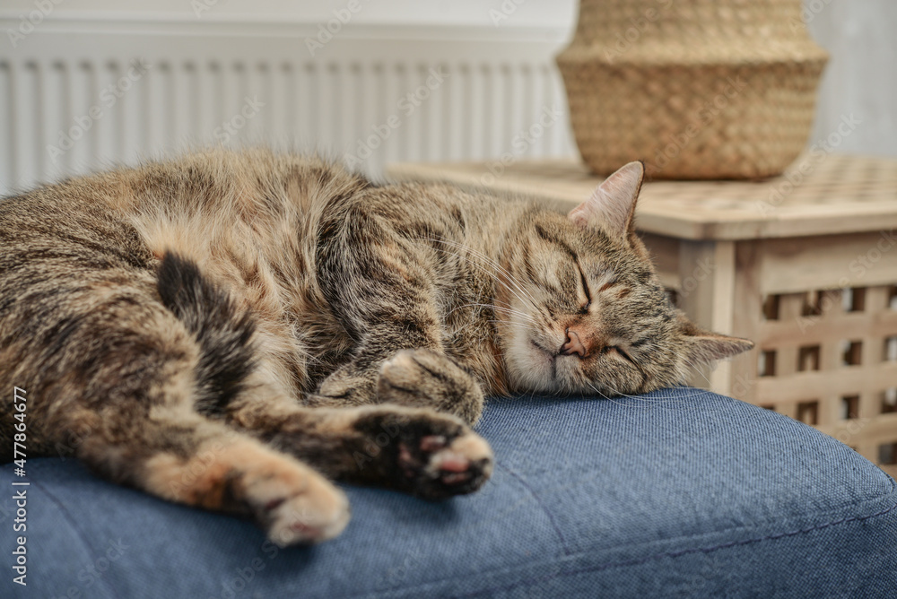 Cute cat lying on a sofa