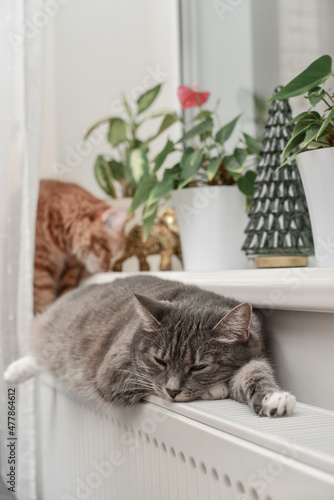 cat relaxing on the warm radiator