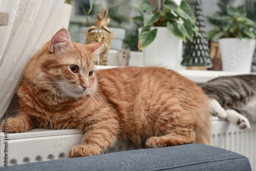 ginger cat relaxing on the warm radiator © tashka2000