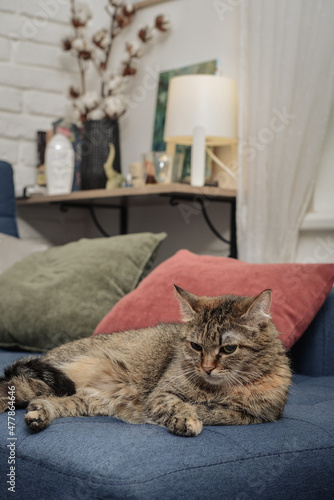 Cute cat lying on a sofa © tashka2000