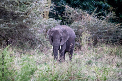 wildlife and animals in tanzania safari ngorongoro
