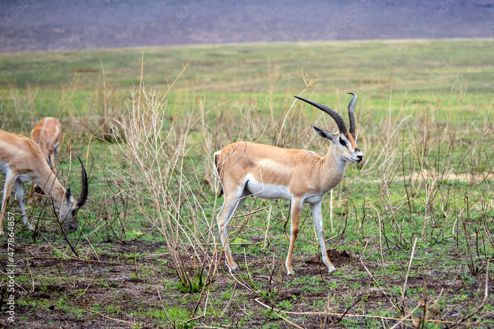 Obraz premium wild animals in ngorongoro crater tanzania