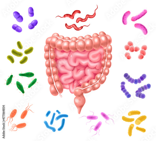 Human Colon Bacterial Flora Set