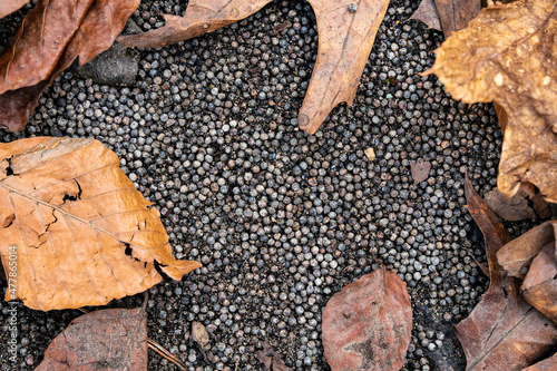 Valokuva Accumulation of shotgun pellets in the natural terrain