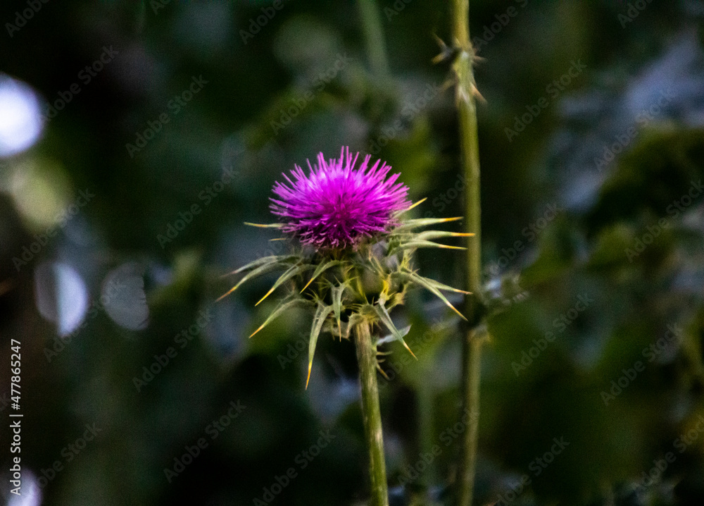 Flor del cardo Flor del cardo