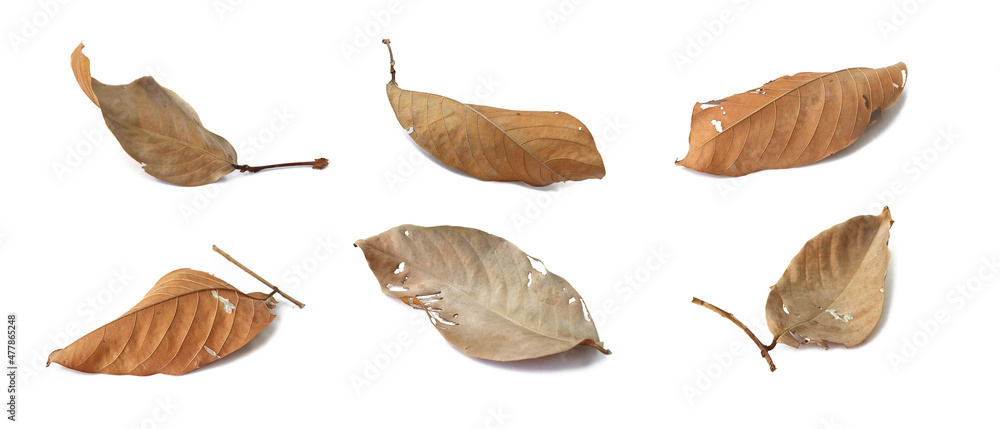 Dry brown bungor leaves with a distorted brown color are placed on a white background. Isolated. Dry brown bungor leaves with a distorted brown color are placed on a white background. Isolated.