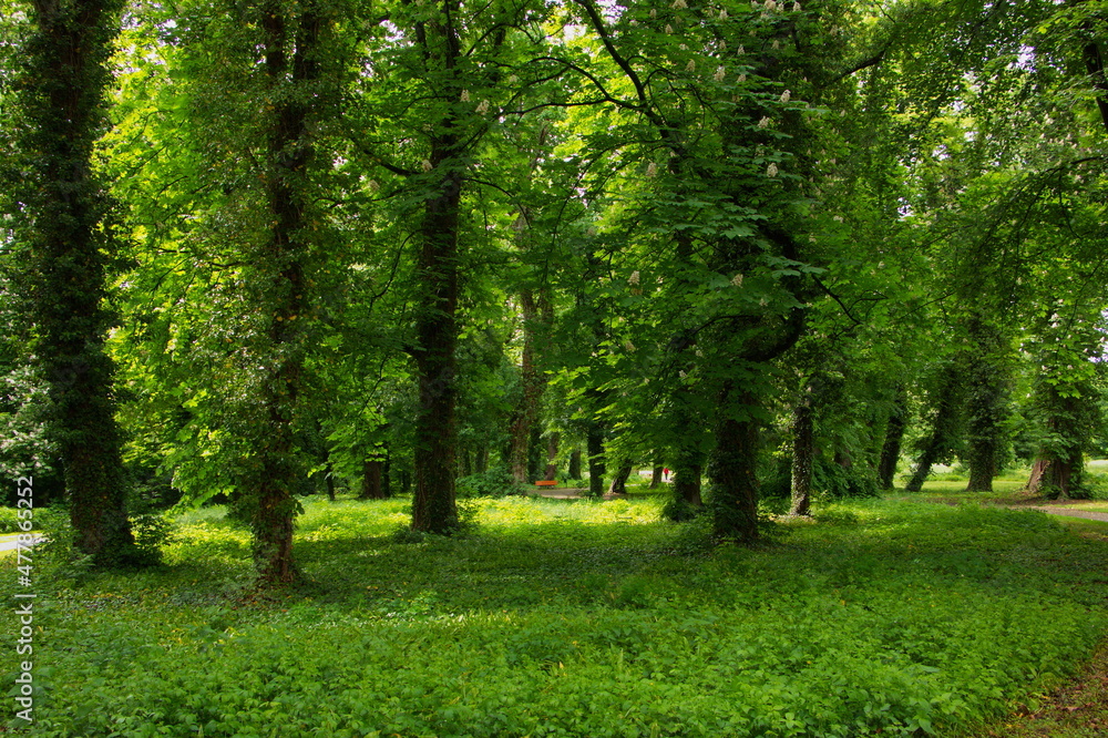Spring in castle garden in Pottendorf,Lower Austria,Austria,Europe
Spring in castle garden in Pottendorf,Lower Austria,Austria,Europe