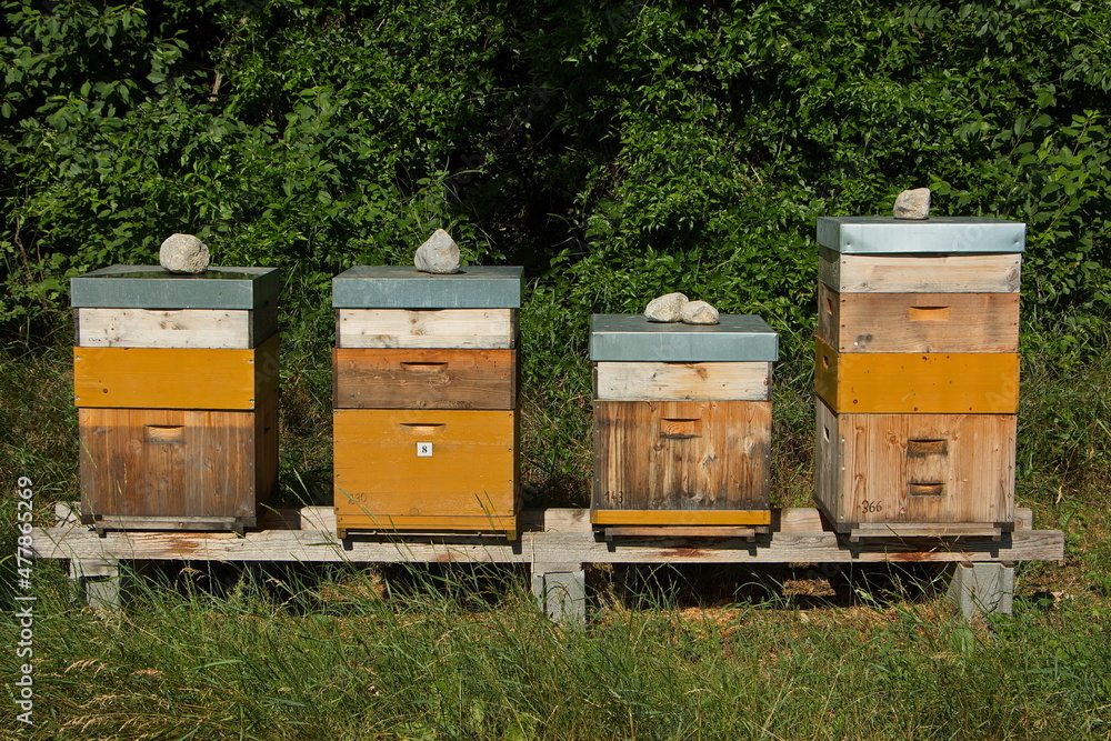 Beehives at a forest in Lower Austria, Austria, Europe
Beehives at a forest in Lower Austria, Austria, Europe