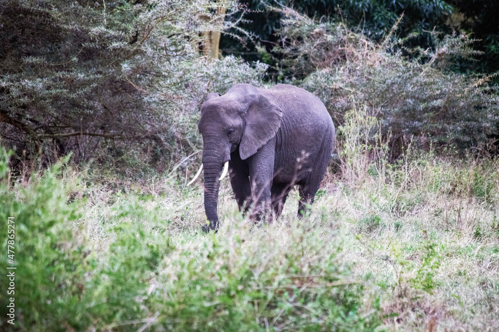 Obraz premium wild animals in ngorongoro crater tanzania