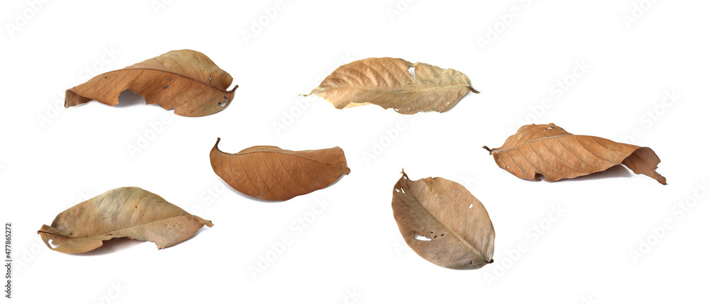 Dry brown bungor leaves with a distorted brown color are placed on a white background. Isolated. Dry brown bungor leaves with a distorted brown color are placed on a white background. Isolated.