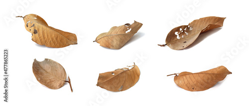 Dry brown bungor leaves with a distorted brown color are placed on a white background. Isolated.