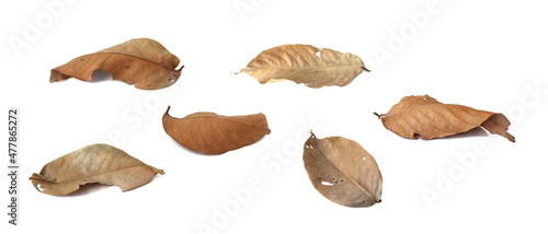 Dry brown bungor leaves with a distorted brown color are placed on a white background. Isolated.