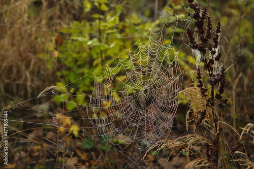 Spider web in a forest in Central Bohemia,Czech Republic,Europe,Central Europe 