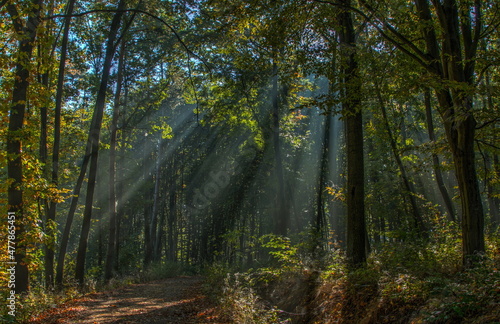 Morning sun rays in a deciduous forest in Central Bohemia,Czech Republic,Europe,Central Europe  © kstipek