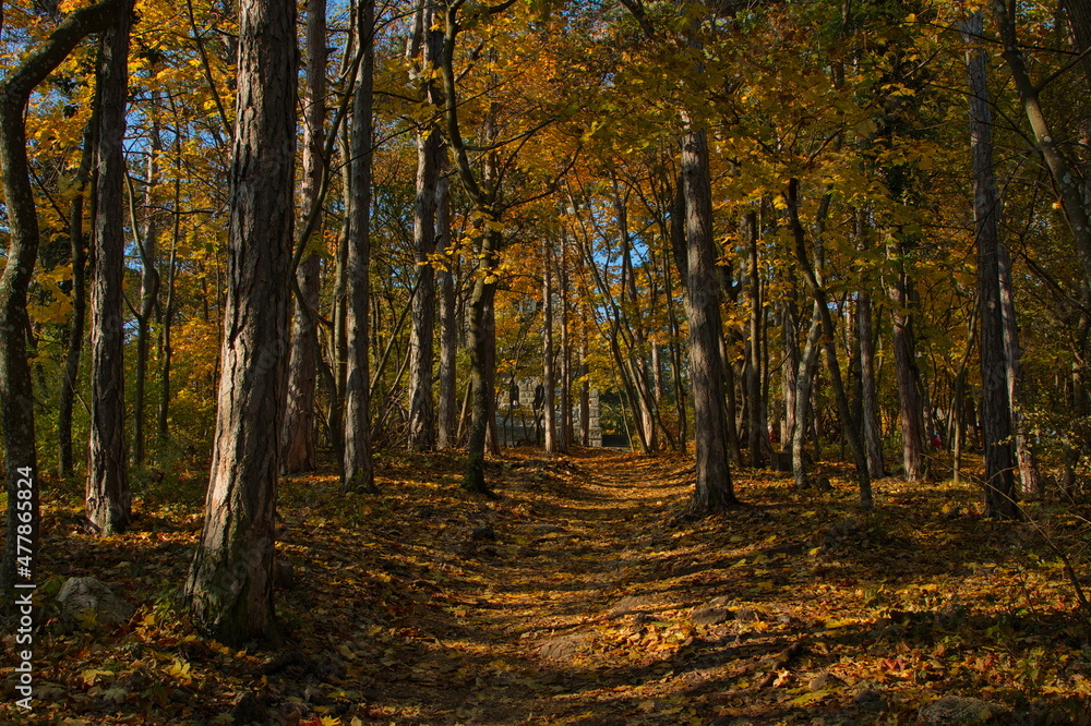 Obraz premium Autumn colors in the forest at Harzberg,Bad Vöslau,Lower Austria,Austria, Europe 